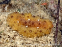 Sclerodoris sp. A