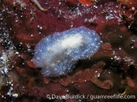 Sclerodoris sp. B