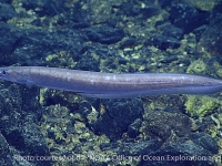 Synaphobranchus cf. brevidorsalis