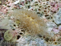 Tenellia lugubris