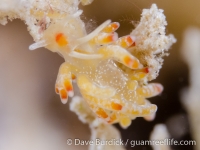 Tenellia sp. 16 Sea Slugs of Hawaii