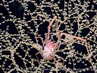 Uroptychus sp. A