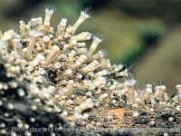 Zoantharia sp. A