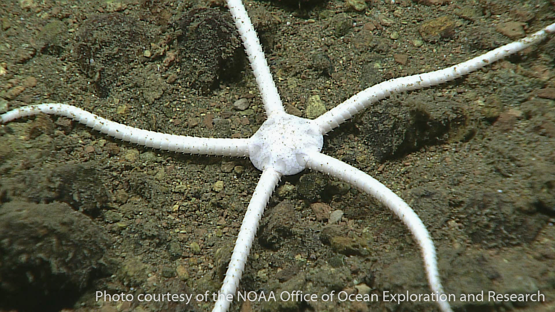 brittlestars