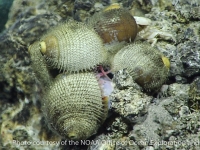 caenogastropods