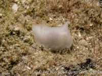 caryophyllidia dorid sp. 6 NSSIP 2nd ed