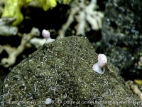 Distichopora? sp. A