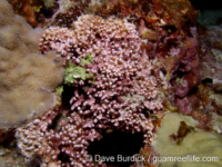 crustose calcifying red algae sp. A