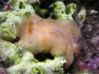 discodorid sp. C UWK sp. e621