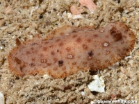 discodorid sp. D