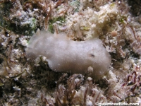 discodorid sp. F