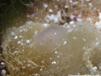 discodorid sp. G