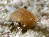 discodorid sp. L