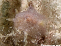 discodorid sp. O