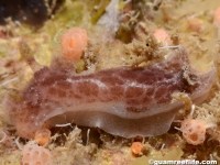 discodorid sp. R