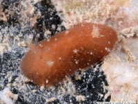 discodorid sp. U