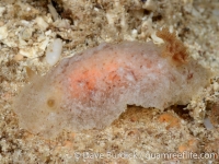 discodorid sp. X