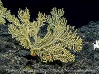 octocorals