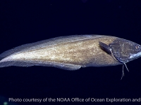 ophidiiform fishes