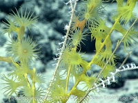 parazoanthid sp. C