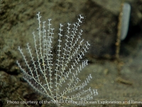 primnoid gen. nov. paired polyps