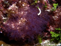 red algae sp. A