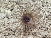 tube anemones