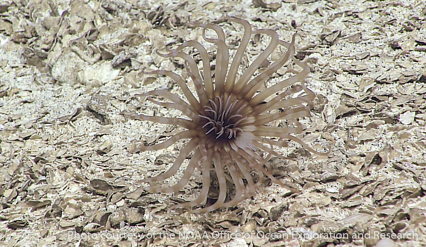 tube anemones