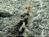 zoanthid sp. A