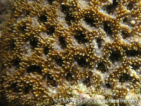 Acanthastrea brevis