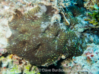 Acanthastrea cf. hemprichii