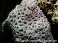 Acanthastrea cf. hillae