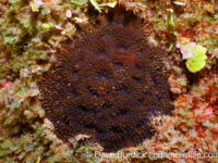 Acanthastrea echinata