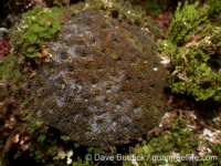 Acanthastrea echinata