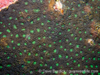 Acanthastrea echinata (CNMI)