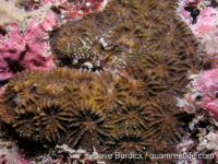 Acanthastrea sp. A