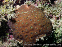 Acanthastrea sp. B