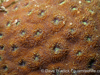 Acanthastrea sp. B