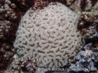 Acanthastrea sp. D