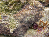 Acanthastrea? sp. E