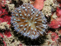 Cynarina lacrymalis