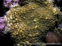 Cyphastrea agassizi