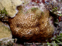 Cyphastrea agassizi