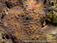 Cyphastrea chalcidicum