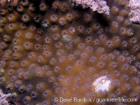 Cyphastrea chalcidicum