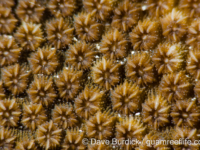 Cyphastrea chalcidicum