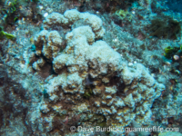 Cyphastrea sp. A (CNMI)