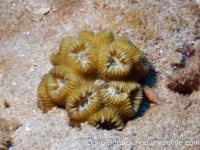 Dipsastraea maritima sensu Randall