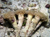 Euphyllia glabrescens