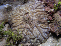 Lobophyllia radians?